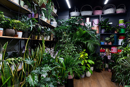 花店的内地 架子上挂着外来植物鲜花图片