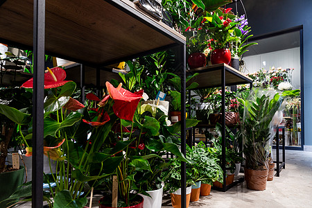 室内花花店 货架上装有陶工厂工作水仙花园艺商业植物薄荷零售陈列柜市场礼物图片