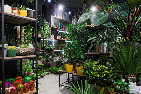 室内花花店 货架上装有陶工厂菊花生长季节植物学店铺女性花店植物群市场花园图片