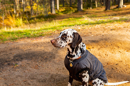 可爱的斑点狗在秋天的森林里 狗坐在大自然中的灰色雨衣中 狗训练 穿大衣的小狗在公园散步 照顾宠物的概念 时尚的宠物衣服 打扮的狗图片