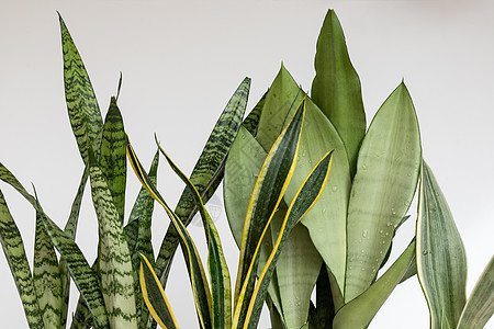 桑塞维耶蛇植物在白白孤立的背景下叶图片
