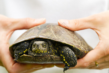 女人手里握着一只小乌龟 让海龟成为自然界的优胜者荒野寺庙婴儿池塘动物宠物水龟公园两栖爬虫图片