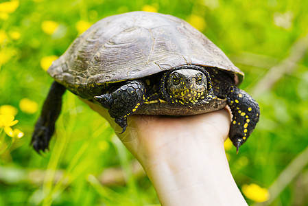 女人手里握着一只小乌龟 让海龟成为自然界的优胜者甲壳情调异国环境崇拜乌龟荒野信仰宠物爬行动物图片