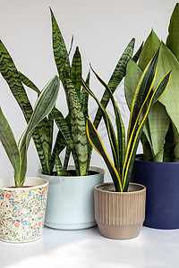 白色孤立背景陶瓷锅中的蛇植物群 以白色隔离背景图片