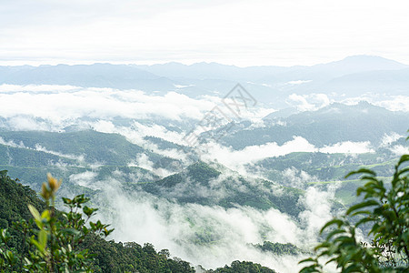 清晨在绿山上的雾 在泰国山区的清晨 早上热带旅行爬坡树木旅游松树丛林薄雾环境阴影图片