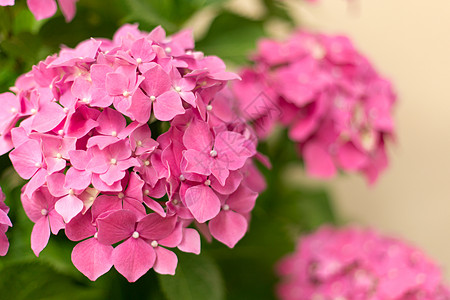 粉红色鲜花的光线模糊了背景植物绣球花季节植物学粉色宏观植物群花园园艺衬套图片