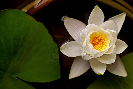 湖中美丽的白水百合花 Nymphaea反射池塘叶子黄色植物学花瓣植物荷花白色黑色花园植物群图片