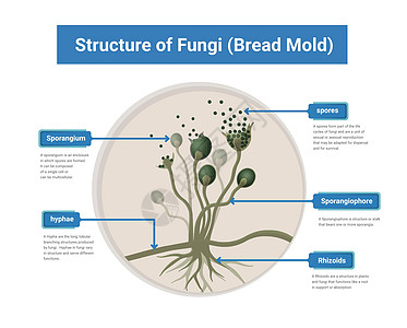 Rhizopus模具 面包模具 黑真菌结构图解细胞艺术药品绘画殖民地疾病微生物学蓝色实验室技术图片