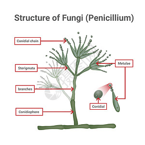 光学显微镜下引起皮肤诱变的中子 机会性真菌结构 可造成肿瘤病蝴蝶方案解剖学绘画抗生素科学图表生长编队树枝图片