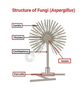 光学显微镜下的Asperglus的结构和生理学图片