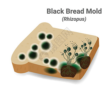 制模在面包板上出现黑真菌假根疾病生物学雕刻感染植物艺术鉴别药品显微镜图片