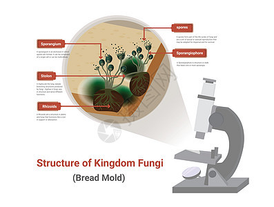 (现代)面包盘上出现光学显微镜下的黑真菌 面包模图片