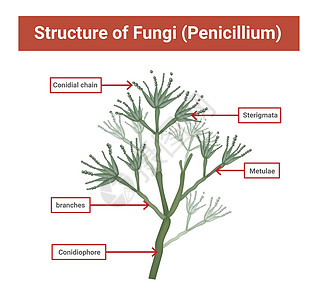 光学显微镜下引起皮肤诱变的中子 机会性真菌结构 可造成肿瘤病生物学宏观模具青霉菌生物艺术孢子梗编队天线绘画图片
