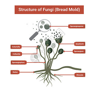 Rhizopus模具 面包模具 黑真菌结构图解雕刻生物学药品隆起疾病绘画假根艺术鉴别实验室图片