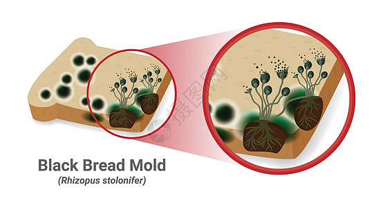 黑三张素材制模在面包板上出现黑真菌科学鉴别假根生物学疾病艺术宏观实验室雕刻孢子插画