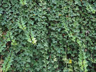 常春藤植物背景墙纸绿色植物空白叶子植被树叶绿色背景图片