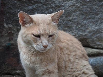 橙色标签猫哺乳动物猫科宠物棕色脊椎动物动物虎斑图片