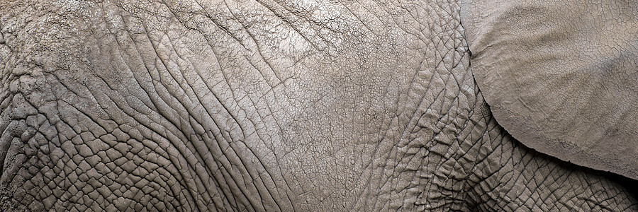 非洲象特写的皮肤纹理 成年大象的大象皮肤 皱纹和不规则处公园皮革灰色宏观框架动物野生动物哺乳动物棕色荒野图片