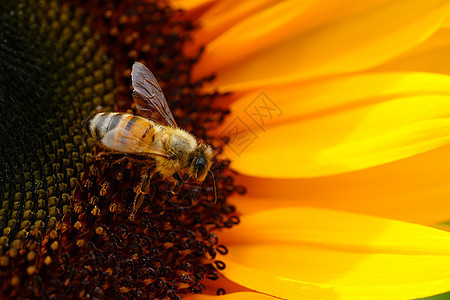 黑黄两条蜜蜂 蜜蜂 授粉向日葵都紧闭了晴天植物学花瓣昆虫叶子植物蜂蜜花粉花蜜太阳图片