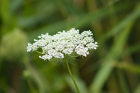 特写野生胡萝卜炎 背景上绿色模糊的植物生态花园生长草本植物草地种子鸟巢植物群花序宏观图片