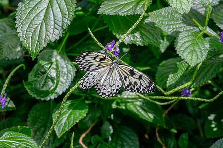 纸蝴蝶贴在绿叶上背景图片