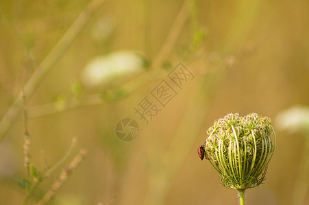 特写野生胡萝卜芽上的红除虫 底底绿色模糊图片