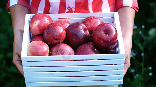 在阳光明媚的秋日 在果园的农场里 女人的手拿着一个木箱 里面装着新鲜收获的成熟有机苹果 农业和园艺概念 健康的营养图片
