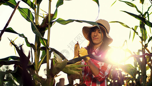 在阳光明媚的夏日 穿着格子衬衫 手套和帽子的微笑女农检查玉米芯 从叶子上清理玉米 检查她田里的玉米质量 种植玉米的背景图片