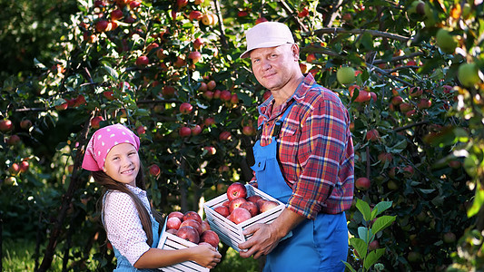 在农场 在花园里摘苹果 在炎热 阳光明媚的秋日 农民家庭的画像 爸爸和女儿手里拿着装有红熟有机苹果的木箱 微笑着农村婴儿收成篮子图片