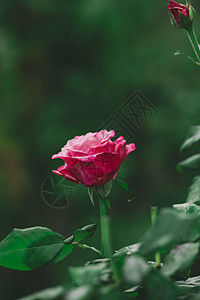 生长的玫瑰灌丛 有粉红花和绿叶 夏日季节花瓣红色园艺绿色植物植物群叶子花束玫瑰图片