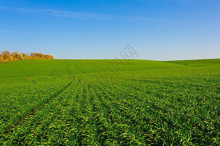 乌克兰绿色麦田 蓝天和太阳 白云 仙境 未成熟的绿色麦田在夏天日落天空下与云 未成熟的绿色麦田在夏天日落天空下与云露头地面国家背图片