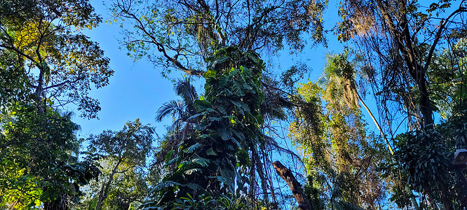森林中树林绿叶的热带热带树冒险环境旅游树干丛林木头叶子树枝公园天堂图片