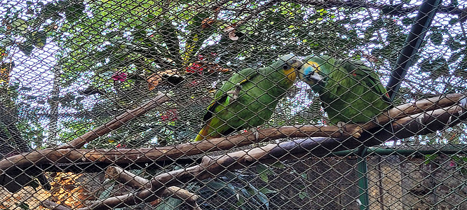 在笼子里的两对鹦鹉 一起拥抱情调宠物眼睛异国羽毛树枝动物热带生活男朋友图片