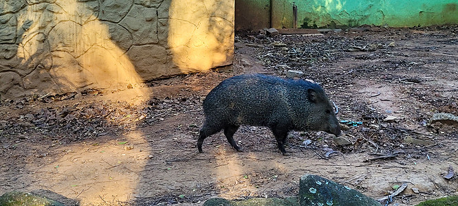 巴西野猪 被称为美洲豹生活野生动物公园毛皮鼻子疣猪动物动物园动物群婴儿图片