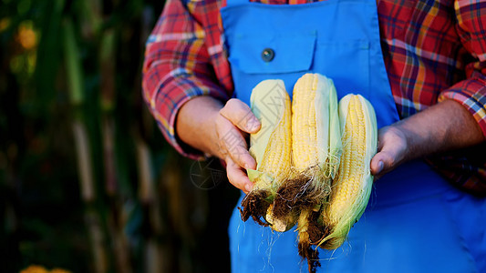 农夫的男性手拿着几根玉米棒子 农夫穿着格子衬衫和蓝色工作服 背景是种植玉米 检查玉米的质量农学家植物种子园艺农民农场食物工人工作图片