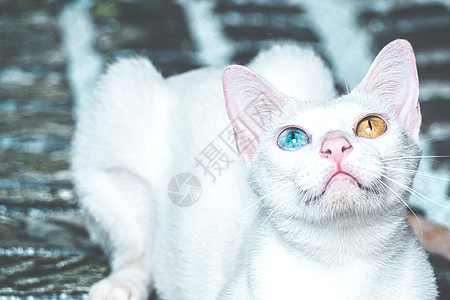 猫眼睛白猫 眼睛颜色不同 小猫 蓝绿眼小猫背景