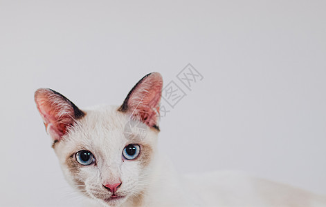 白色背景空白网络横幅模板和复制空间上孤立的可爱小猫猫宠物哺乳动物耳朵灰色虎斑毛皮猫科动物蓝色外套图片