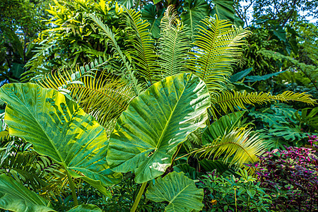 Fern和热带花园树木的绿色性质 热带花园自然背景天空小路花园紫色植物群植物学衬套热带雨林公园木头图片