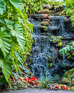 热带装饰等级景观设计环境中绿叶植物的瀑布花园天空紫色植物学森林旅行大叶叶子公园树木图片