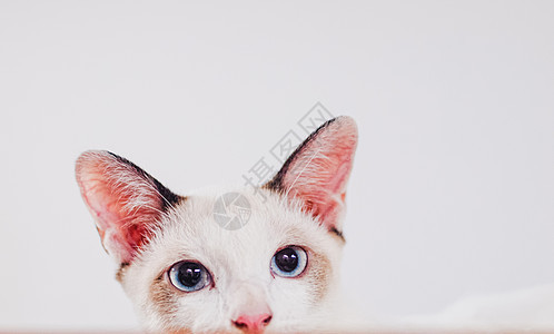 白色背景空白网络横幅模板和复制空间上孤立的可爱小猫猫宠物动物蓝色小猫虎斑眼睛哺乳动物猫咪灰色耳朵图片