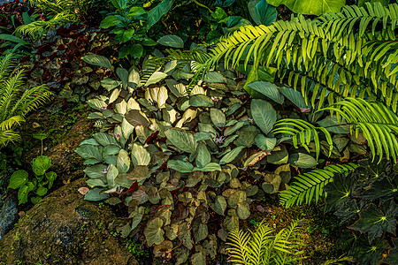 热带园林中Fern和树木的绿色性质叶子墙纸花园植物学植物森林衬套环境热带雨林旅行图片