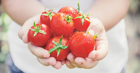 孩子收集了丰收的自制番茄 有选择性地关注植物食物生物农场园艺乡村叶子生长花园乐趣图片