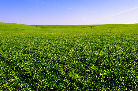 乌克兰绿色麦田 蓝天和太阳 白云 仙境 未成熟的绿色麦田在夏天日落天空下与云 未成熟的绿色麦田在夏天日落天空下与云空地生物学生态图片