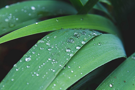 草地上下垂 清晨绿草叶 夏日新鲜绿色环境植物群生长雨滴花园宏观场地叶子植物图片