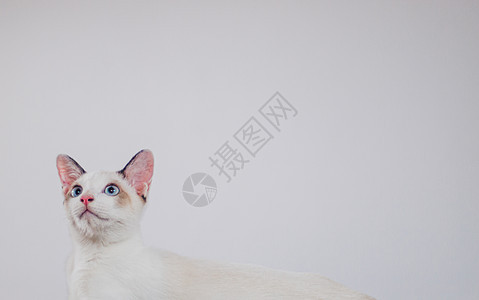 白色背景空白网络横幅模板和复制空间上孤立的可爱小猫猫眼睛虎斑灰色蓝色猫咪动物小猫外套哺乳动物宠物图片