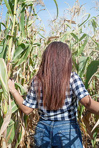 玉米作物中快乐的白人女性 从后面看图片