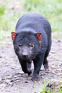 澳大利亚塔斯马尼亚州的塔斯马尼亚魔鬼动物濒危胡须恶魔哺乳动物公园荒野木头森林保护图片