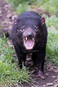 澳大利亚塔斯马尼亚州的塔斯马尼亚魔鬼属地胡须濒危木头恶魔食肉动物动物群森林公园图片