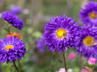 花朵和蜜蜂 在花园里收集花粉或花蜜图片