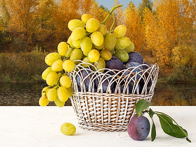 在秋天的背景下 采摘了羽毛和葡萄地面绿色李子花园篮子白色水果收成季节柳条图片